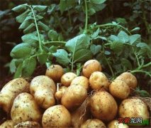 【区别】转基因土豆的危害 转基因土豆与非转基因有何区别