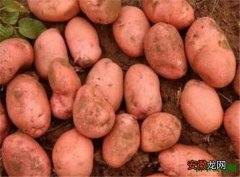 【营养】红土豆的营养价值 红土豆和普通土豆有什么区别