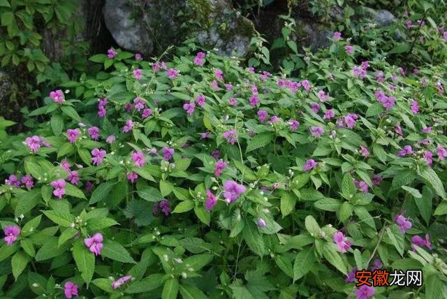 湖湘自然历丨林场寻花?这些紫色的花值得一看