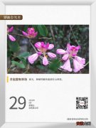 湖湘自然历丨林场寻花?这些紫色的花值得一看