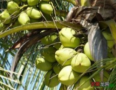 【功效】椰子怎么打开 椰子粉的功效与作用