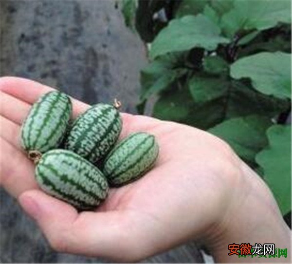 【种植】拇指西瓜怎么种植 拇指西瓜好吃吗