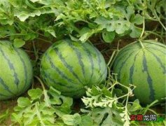 【种子】西瓜种子种植时间 西瓜栽培技术方法