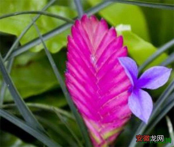 【开花】铁兰花开花时间和图片 铁兰花开过以后怎么处理