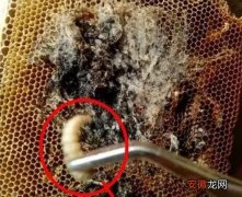 棉充最简单的消灭方法 棉虫是怎么产生的
