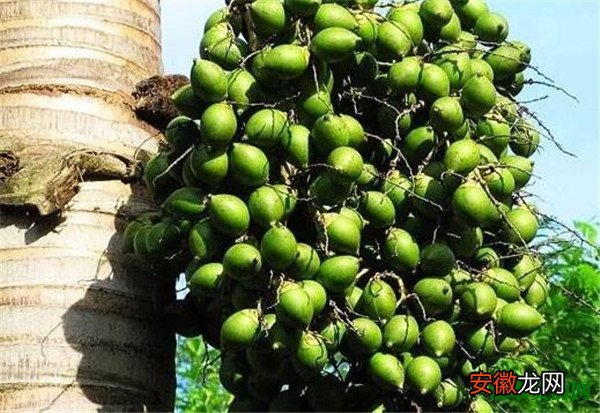 【树】槟榔是什么东西 槟榔树图片和种植方法