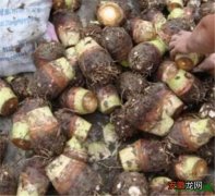 【种植】槟榔芋种植技术与管理 槟榔芋的功效与作用