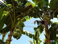 【图片】香蕉树图片大全 香蕉有种子吗如何种植