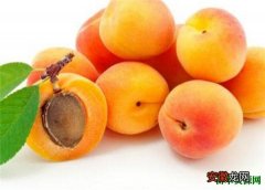 【吃】孕妇能可以吃杏子吗 杏子的功效与作用有哪些