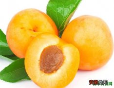 【图片】杏子的图片营养价值 杏子什么时候成熟