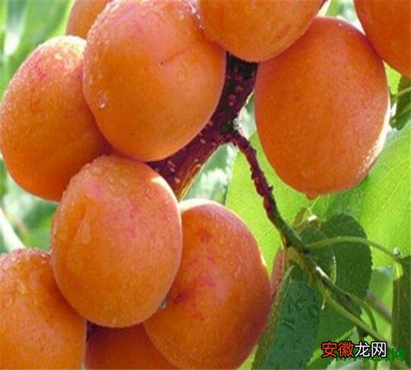 【树】杏树苗图片价格多少钱 杏树种植方法