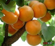 【树】杏树嫁接时间和要点 杏树修剪技术