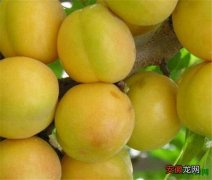 【产地】小白杏的产地和价格 小白杏热量高吗好吃吗