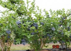 【树】蓝莓树苗为什么不开花