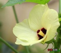 【功效】黄蜀葵花的功效与作用 黄蜀葵花的禁忌人群