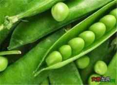【营养】山野豌豆的营养价值及功效 豌豆尖怎么吃