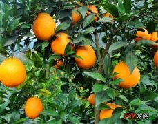 【功效】橙子皮的功效与作用有哪些 吃橙子上火吗