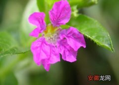 【不开花】紫萼距花为什么不开花