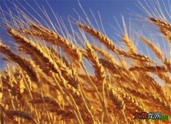 【价格】今年小麦价格行情走势预测 小麦种子种植技术