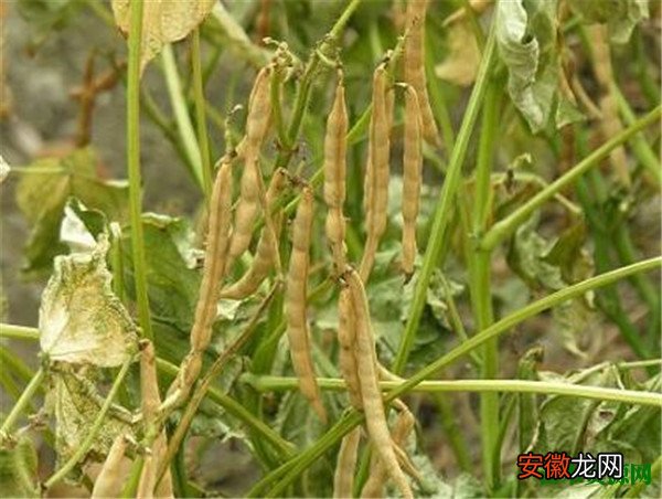 【种植】红豆的功效作用有哪些 红豆的种植技术介绍