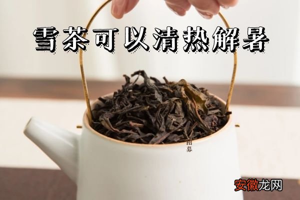 雪茶的功效与作用及禁忌有哪些？