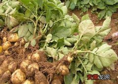 【原因】土豆黄叶病的原因及治疗处理方法
