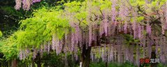 【花盆】紫藤花盆栽几年才能开花 紫藤花盆栽会开花吗