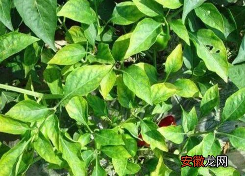 【原因】辣椒黄叶病的原因及治疗处理方法
