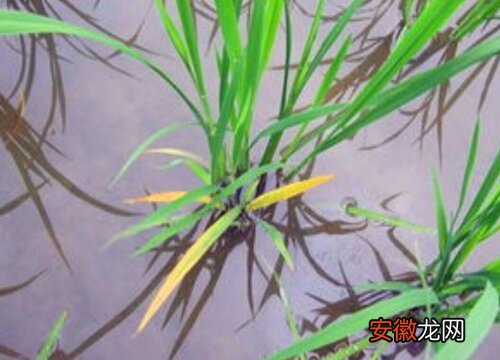 【原因】水稻黄叶病的原因及治疗处理方法