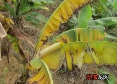 【香蕉】香蕉黄叶病的原因及治疗处理方法