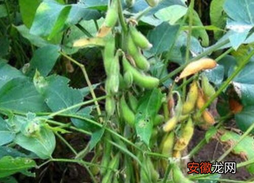 【处理】大豆黄叶病的原因及治疗处理方法