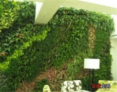 【多】绿植墙多少钱一平方 绿植墙怎么制作方法