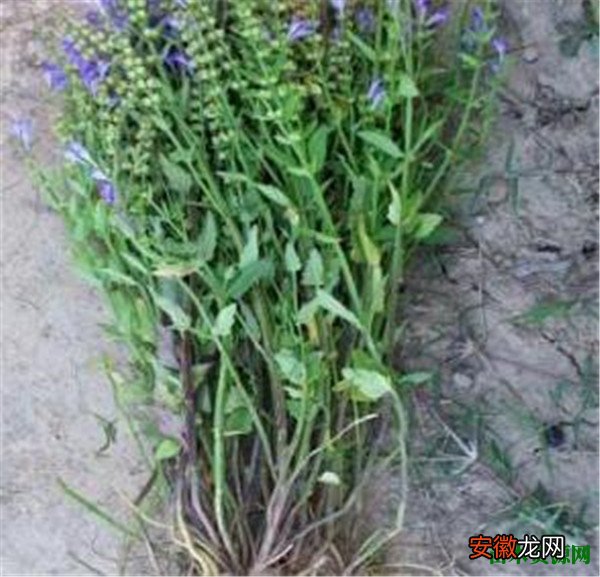【图片】半枝莲图片价格 白花蛇舌草和半枝莲在一起有什么功效