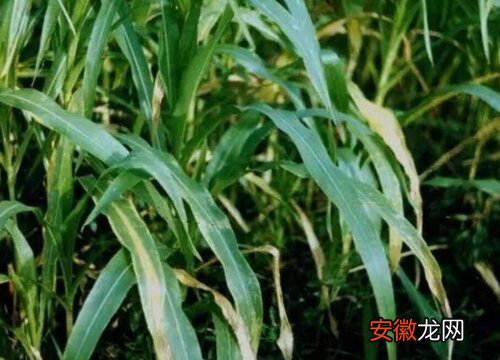 【原因】玉米黄叶病的原因及治疗处理方法