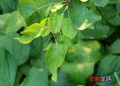 【树】杏树黄叶病的原因及治疗处理方法