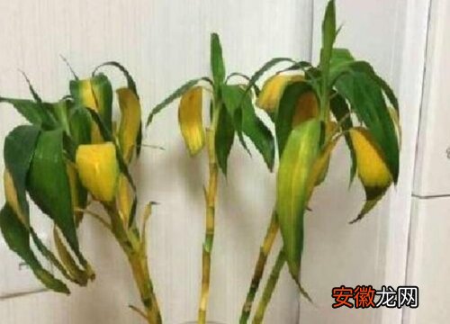 【花】水培花叶子发黄怎么办