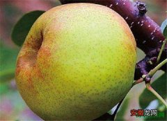 【梨】苹果梨产地图片和营养价值 苹果梨种植技术