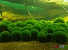 【作用】小球藻的功效与作用 小球藻在家怎么培养
