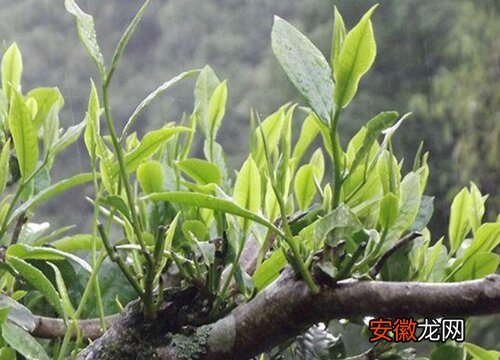 【树】茶树黄叶病的原因及治疗处理方法