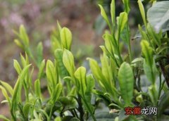 【树】茶树黄叶病的原因及治疗处理方法