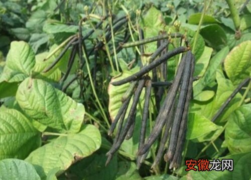 【处理】绿豆黄叶病的原因及治疗处理方法