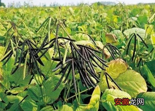 【处理】绿豆黄叶病的原因及治疗处理方法