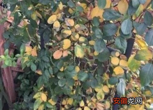 【月季花】月季花黄叶病的原因及治疗处理方法