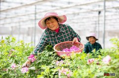 江苏海安：玫瑰产业促增收