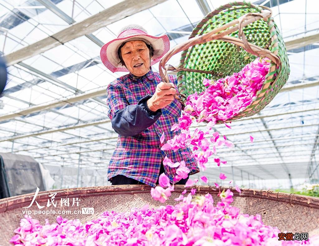 江苏海安：玫瑰产业促增收