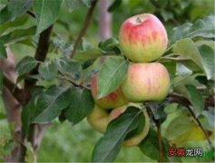 【苹果】早上吃苹果好吗 月经期可以吃苹果吗