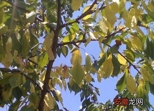 【树】龙眼树叶子发黄怎么办