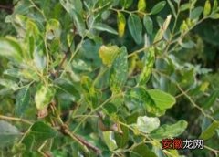【树】枣树花叶病症状及防治方法