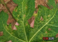 【花】木瓜花叶病症状及防治方法