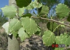 【树】杨树花叶病症状及防治方法
